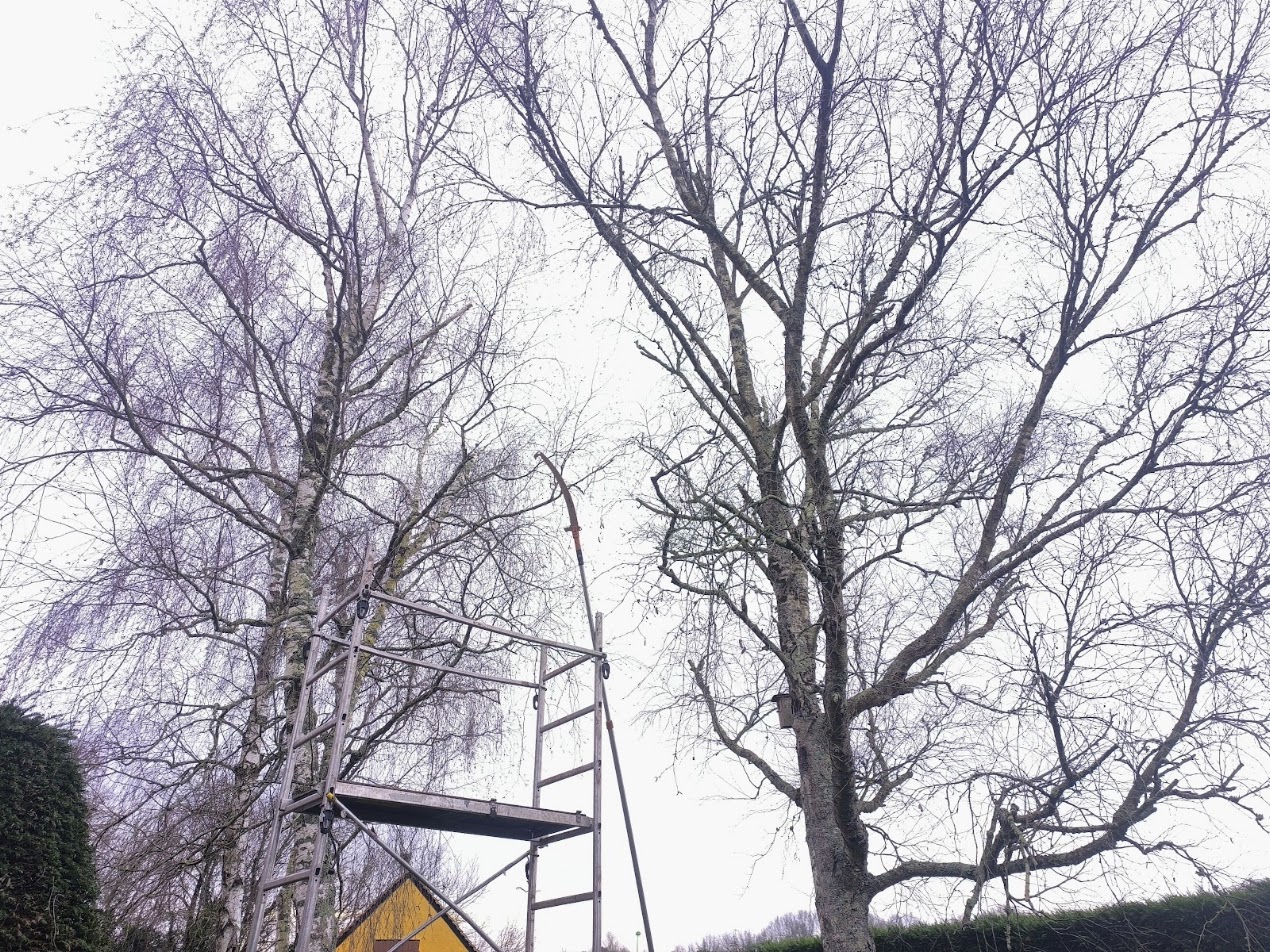 Photo de chantier 9 — Jackel Espaces Verts en Sarthe