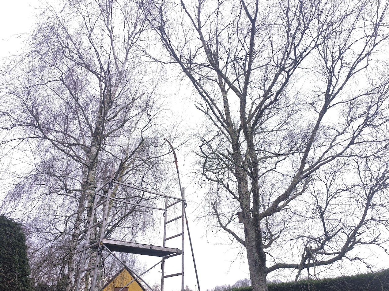 Photo de chantier 10 — Jackel Espaces Verts en Sarthe