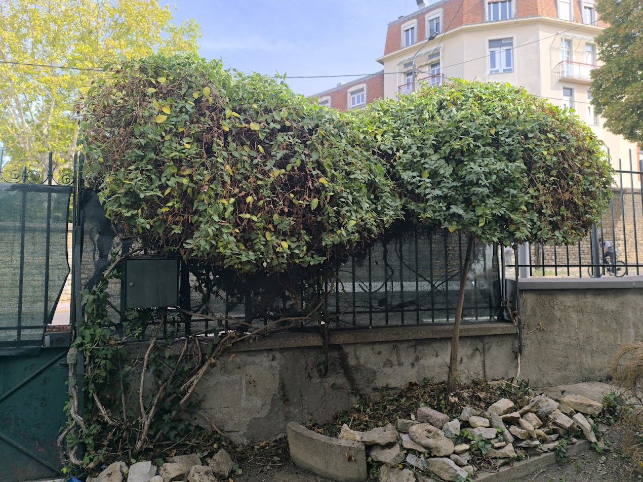 Photo de chantier 39 — Jackel Espaces Verts en Sarthe