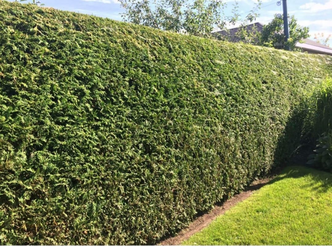Photo de chantier 47 — Jackel Espaces Verts en Sarthe