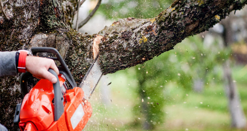 Élagage d’un arbre par Jackel Espaces Verts au Mans