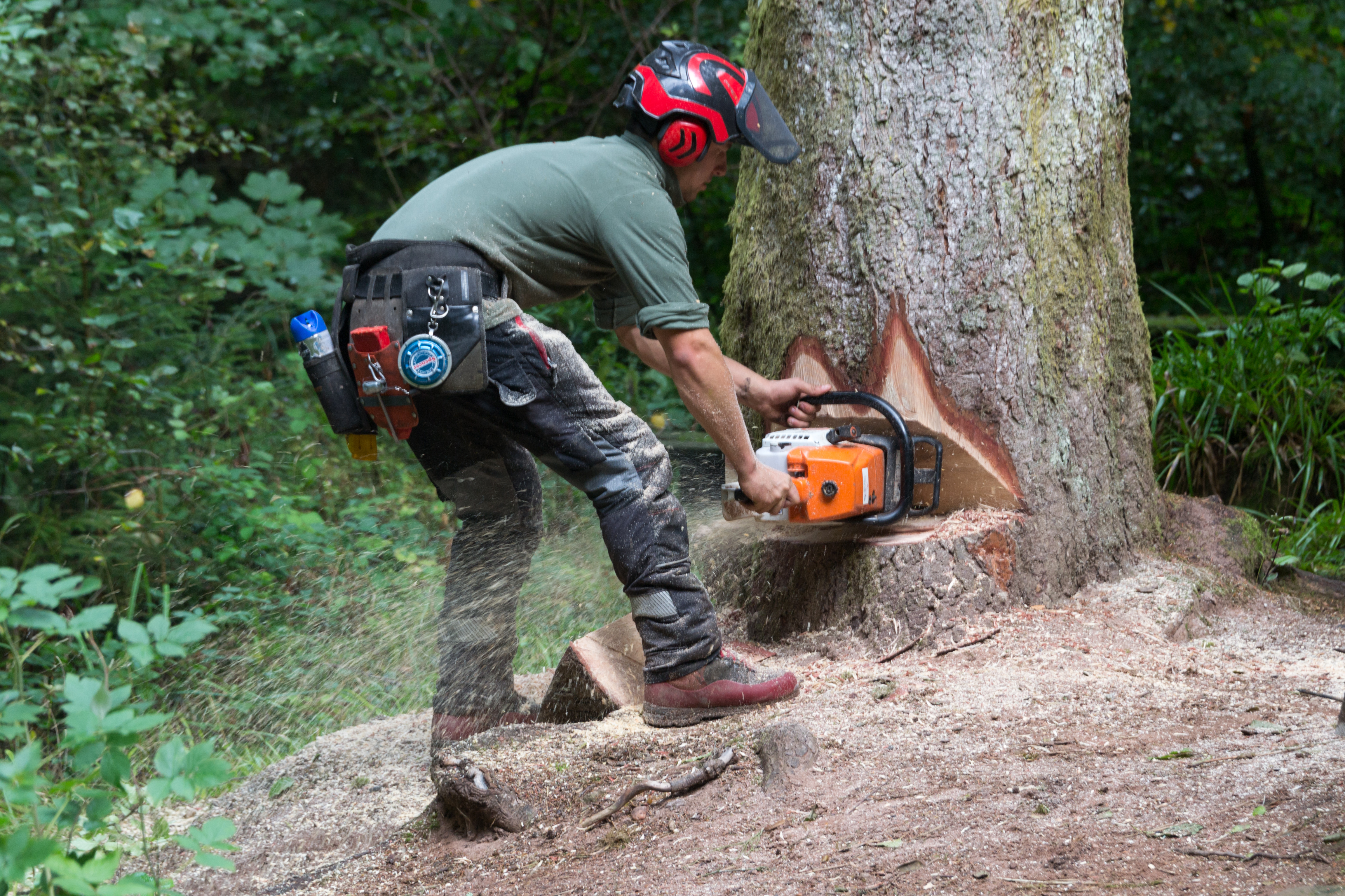 Intervention d’arboriculture après des travaux sur un arbre