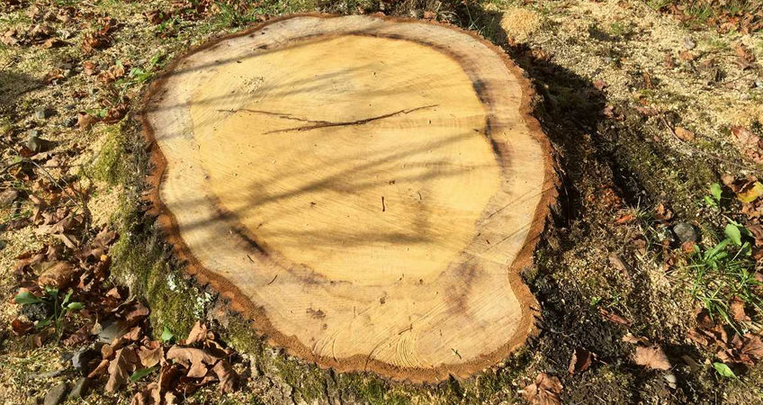 Intervention arboricole pour remettre un jardin en état